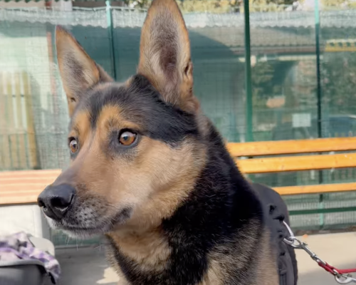 Caria Adotta un amico