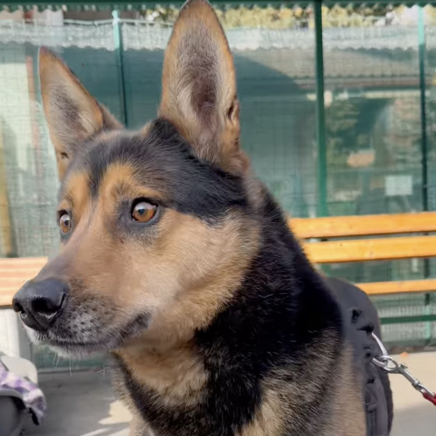 Caria Adotta un amico