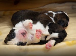 I cuccioli nati alla Fondation Barry -foto Déborah Dini I cuccioli nati alla Fondation Barry -foto Déborah Dini
