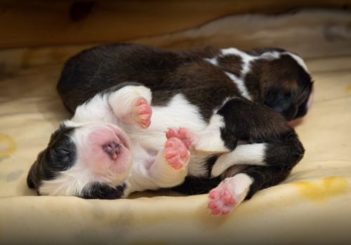 I cuccioli nati alla Fondation Barry -foto Déborah Dini I cuccioli nati alla Fondation Barry -foto Déborah Dini