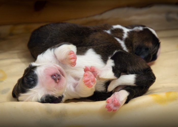 I cuccioli nati alla Fondation Barry -foto Déborah Dini
