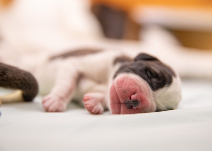 I cuccioli di San Bernardo nati alla Fondation Barry