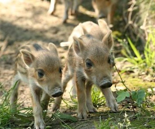 I cinghialini al Parc Animalier d'Introd