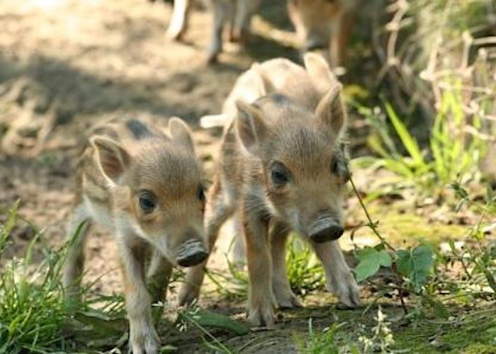 I cinghialini al Parc Animalier d'Introd