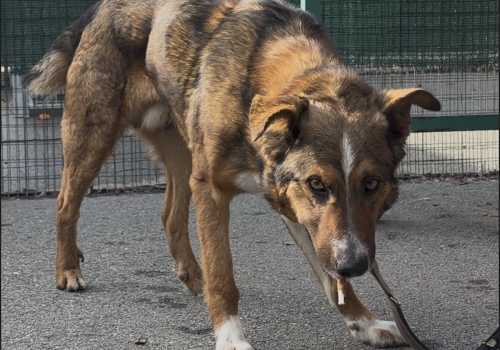Ciro Adotta un amico