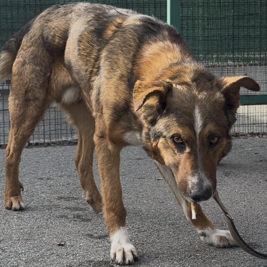 Ciro Adotta un amico