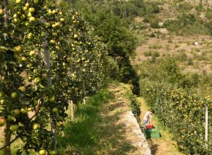 Cofruits - Mele - agricoltura