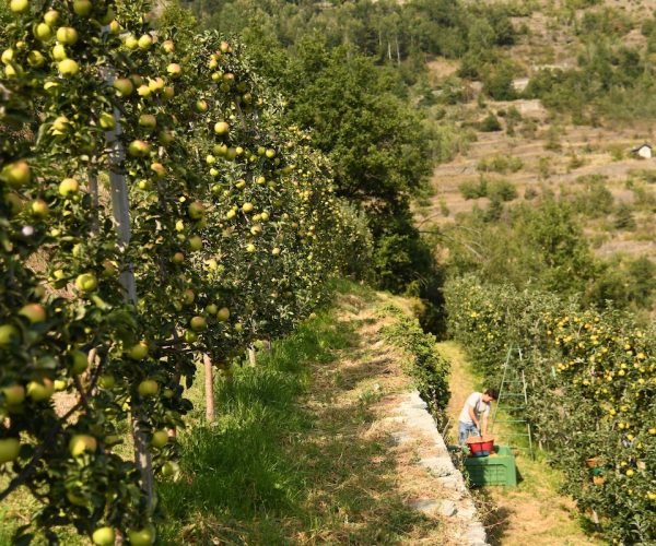 Cofruits - Mele - agricoltura