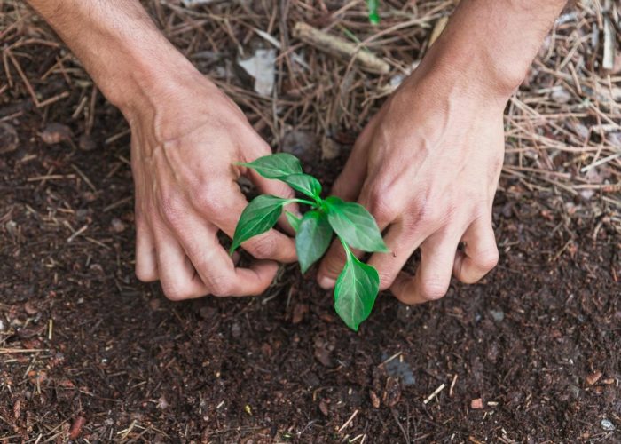 Corsi di compostaggio domestico mani terra piante