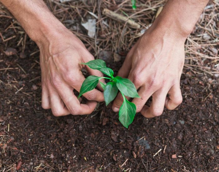 Corsi di compostaggio domestico mani terra piante