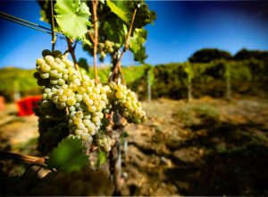 La vendemmia
