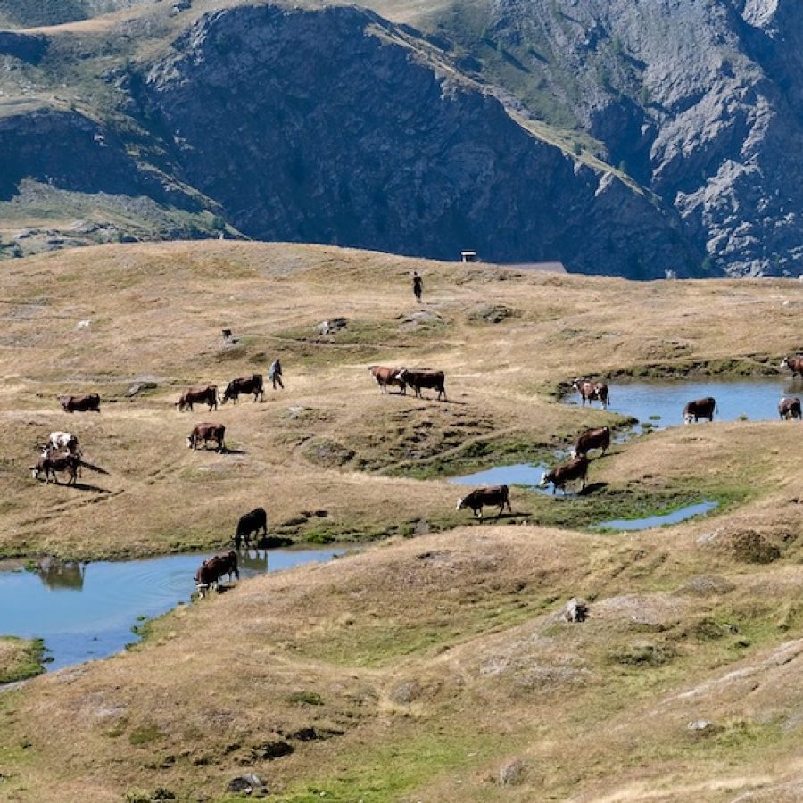 siccità alpeggio
