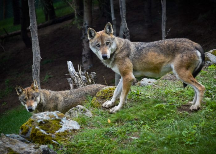 Lupi al Parc Animalier d'Introd