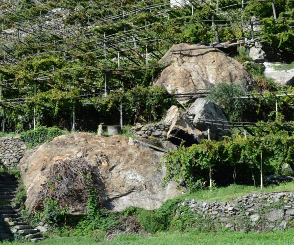 Il vigneto dell'azienda agricola Pianta Grossa
