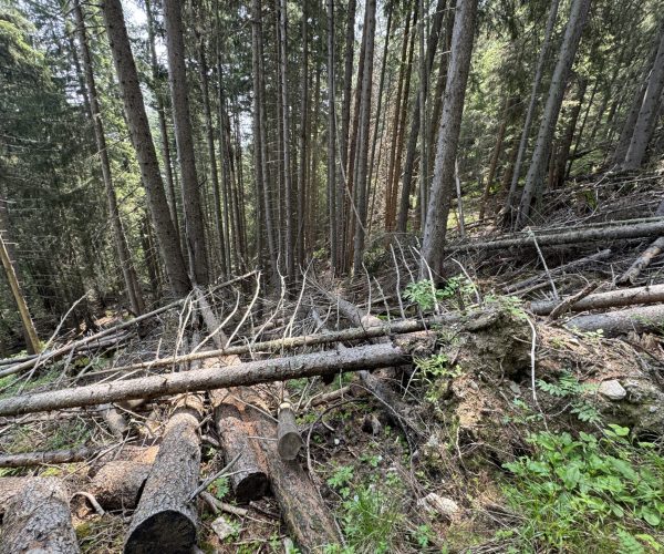 Danni maltempo boschi