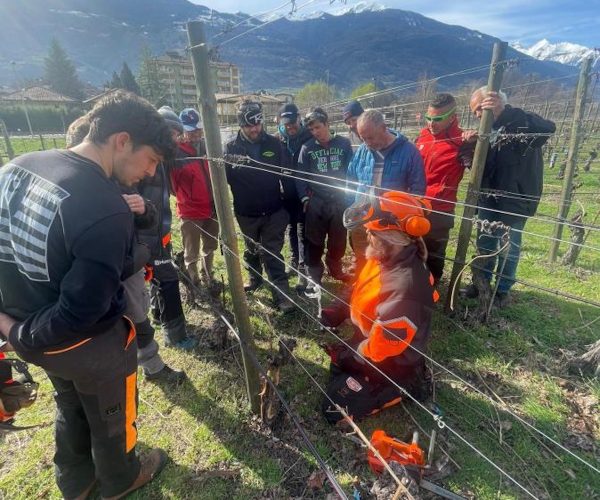 Dendrochirurgia Mal dell'esca IAR