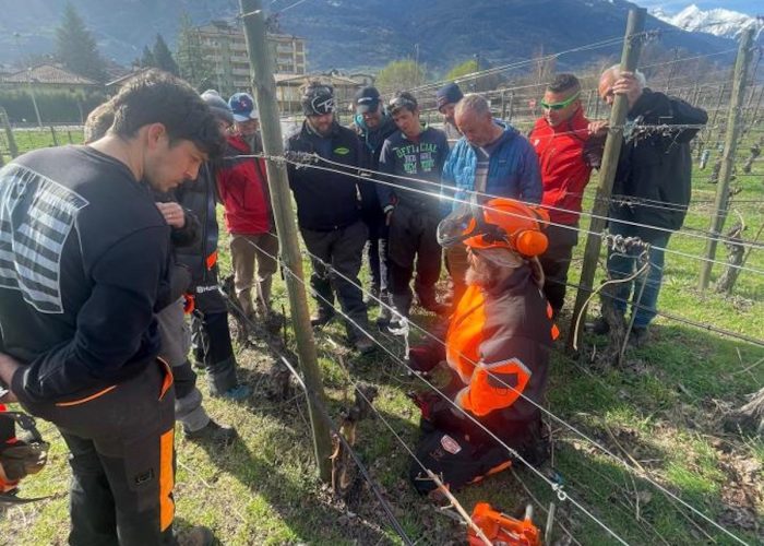 Dendrochirurgia Mal dell'esca IAR