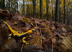 Salamandra salamandra, Aveto Regional Park, Italy