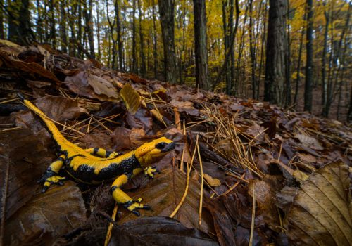 Salamandra salamandra, Aveto Regional Park, Italy