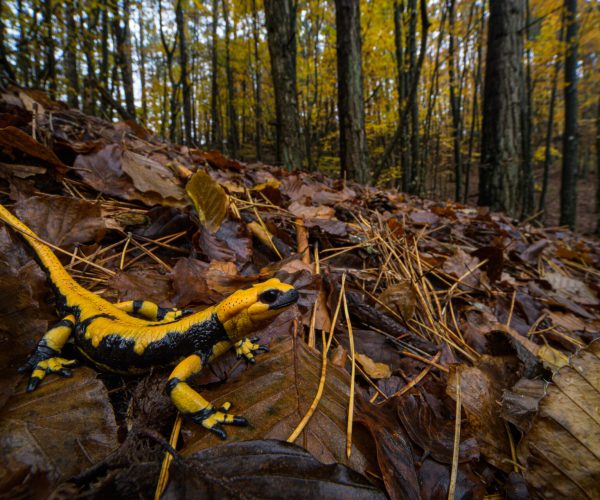 Salamandra salamandra, Aveto Regional Park, Italy