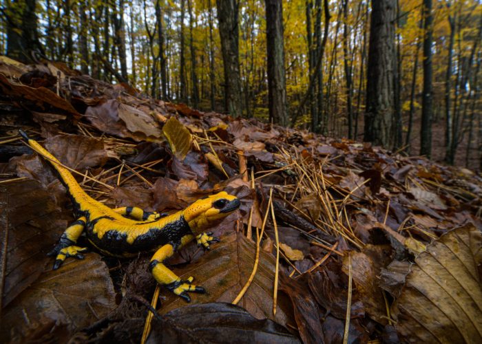 Salamandra salamandra, Aveto Regional Park, Italy