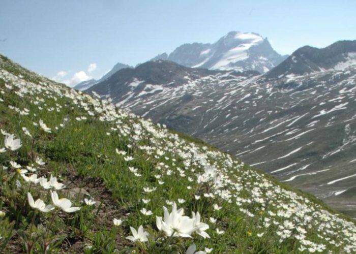 Pulsatilla alpina in un pascolo situato al colle del Nivolet, nel Parco Nazionale del Gran Paradiso - Foto: Enzo Massa Micon, Archivio PNGP
