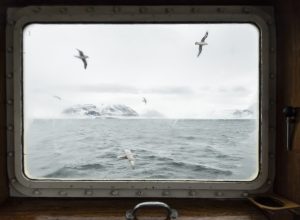 Finestra sull'Artico - Immagine locandina: Fulmari fotografati dalla finestra della M/S Mälmo, Tempelfjorden