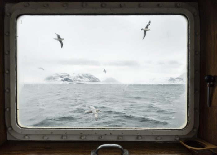 Finestra sull'Artico - Immagine locandina: Fulmari fotografati dalla finestra della M/S Mälmo, Tempelfjorden