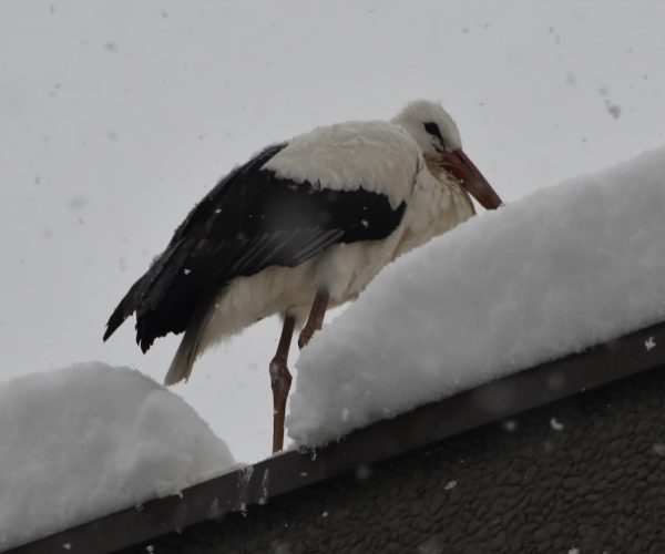 Foto grosso volatile