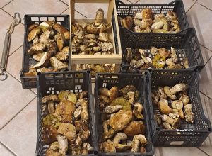 Funghi sequestrati