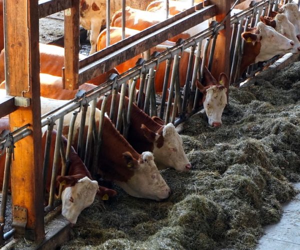 Mucche - mucca - stalla - bovini - bovine