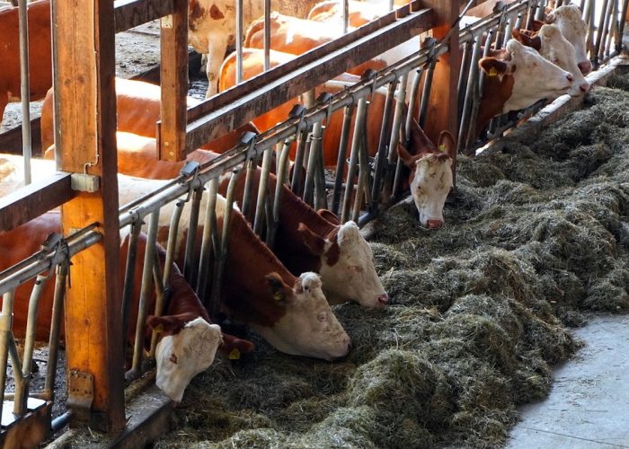Mucche - mucca - stalla - bovini - bovine
