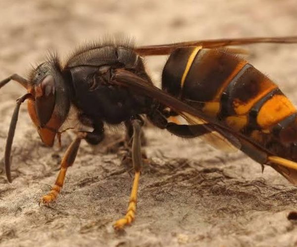 Un esemplare di "Vespa velutina"