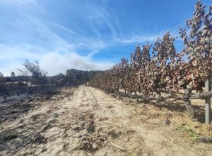 Galizia incendio[] copia