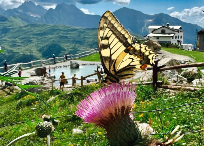 Il Giardino Botanico Saussurea