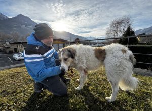 Giove cane pastore meticcio cerca una casa