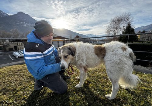 Giove cane pastore meticcio cerca una casa