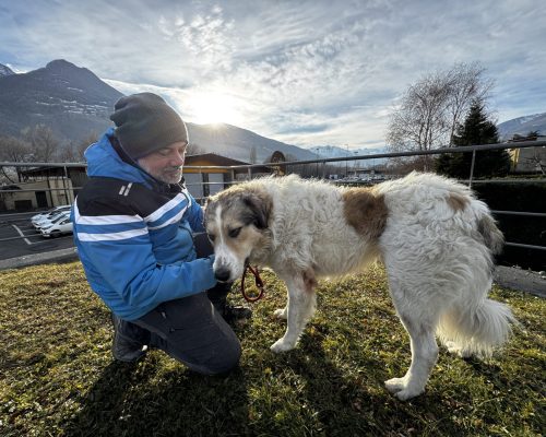 Giove cane pastore meticcio cerca una casa