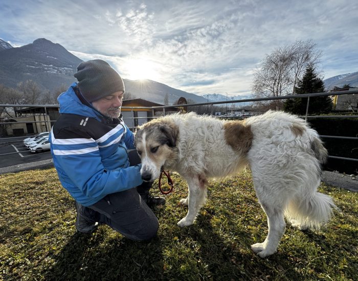 Giove cane pastore meticcio cerca una casa