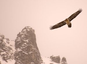 Il gipeto in volo - foto di Enzo Massa Micon