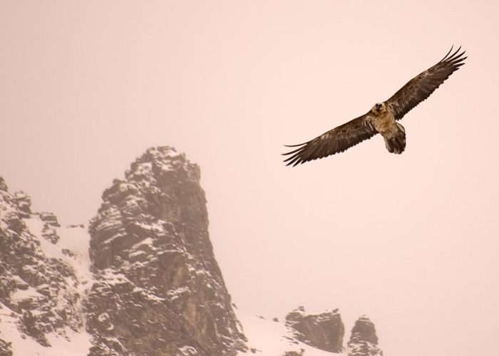 Il gipeto in volo - foto di Enzo Massa Micon