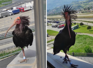 Gipsy Ibis Eremita Foto di Manuela Scarano