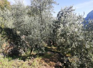 Gli olivi di Dario Martinelli