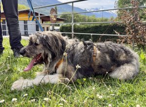 Gordon Canile e gattile regionale