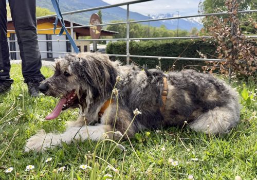 Gordon Canile e gattile regionale