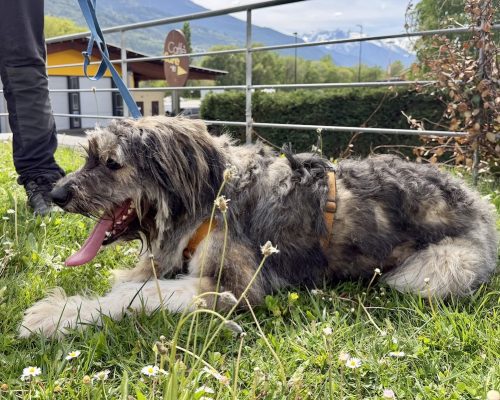 Gordon Canile e gattile regionale