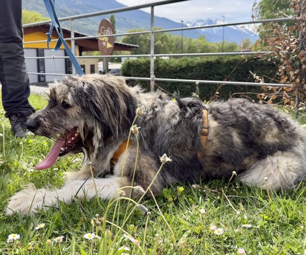 Gordon Canile e gattile regionale