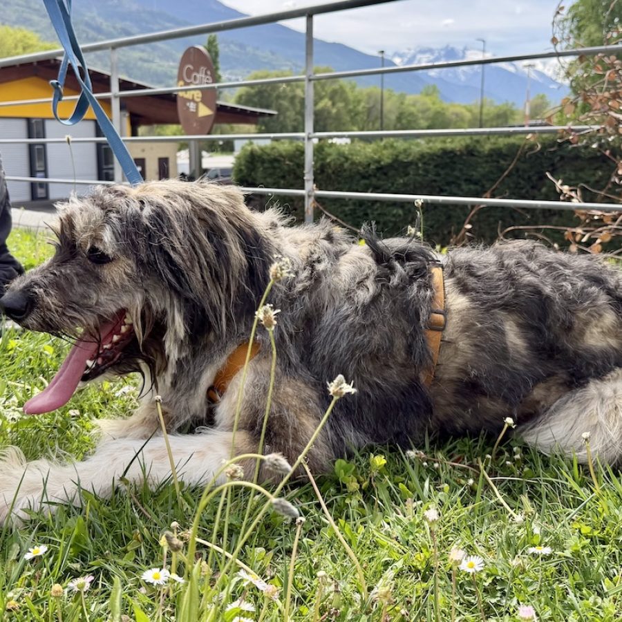 Gordon Canile e gattile regionale