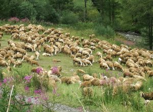Un gregge avvistato durante le indagini.