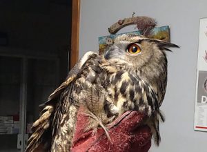 Il gufo reale recuperato a Chambave Il gufo reale recuperato a Chambave